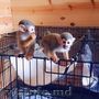 maimuțe dresate în casă mascul și femela pentru adopție/vânzare