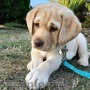  Labrador pentru adopție